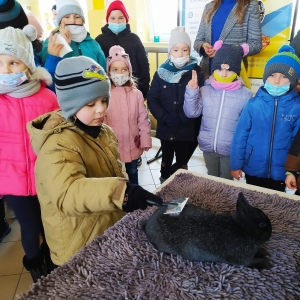 Uczeń czesze królika