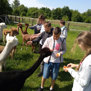 Dzieci karmią zwierzęta