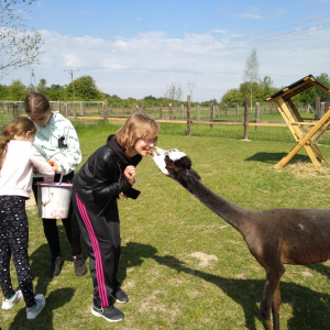 Alpaki rozdają "całuski"