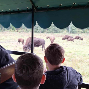 Uczniowie podczas przejażdżki po safari oglądają bizony.