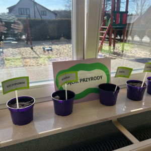 Dzieci obserwują kącik przyrodniczy i sprawdzają, jak rosną posadzone rośliny.