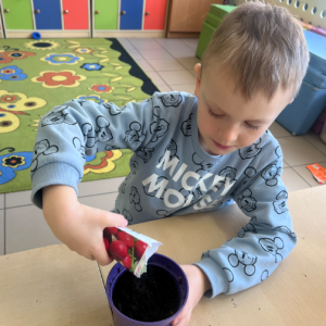 Filip sadzi rzodkiewkę i starannie przykrywa nasiona ziemią.