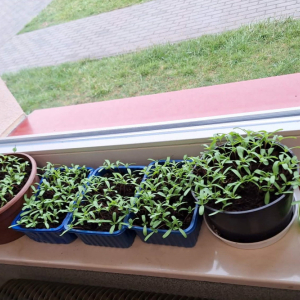 Zdjęcie przedstawia samodzielnie wykonane ogródki