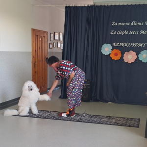 Pokaz z udziałem pudla